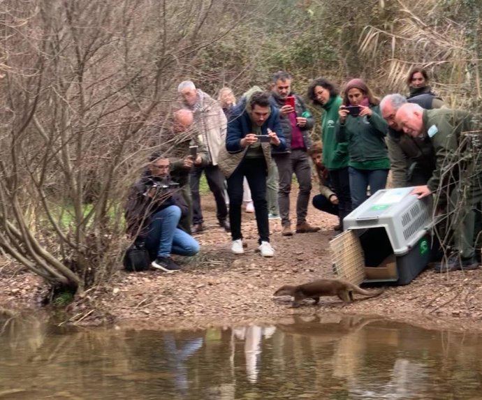 El momento de la liberación de la nutria en el arroyo Pedroche.