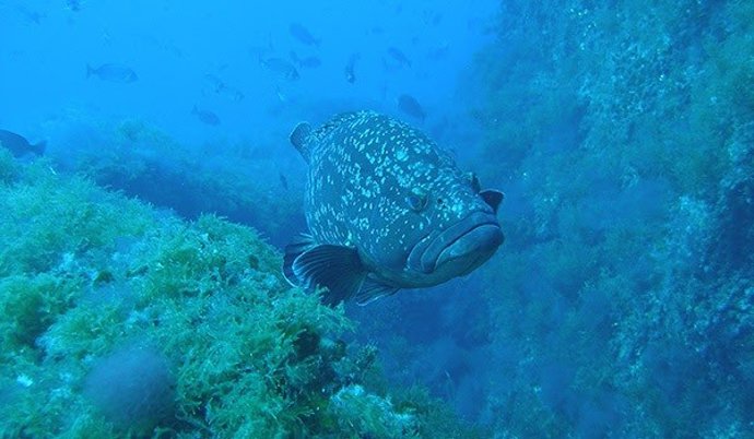 El estudio lo han llevado a cabo investigadores de la Universitat de Barcelona (UB) y del Centro Oceanográfico de Baleares