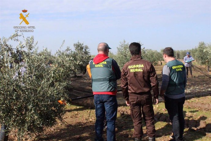 Agentes de la Guardia Civil en una finca ante el robo de aceituna.