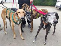 La ley de bienestar animal, en peligro por los perros de caza, pasa mañana su examen definitivo en el Congreso