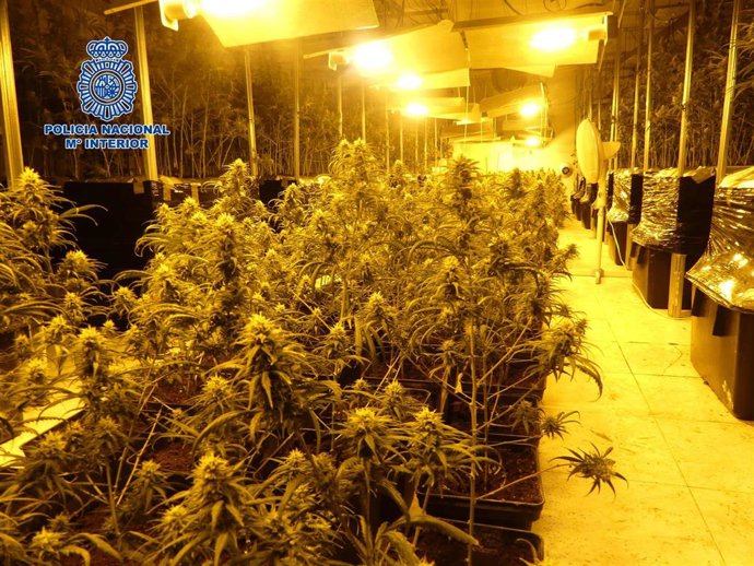 Plantación de marihuana hallada en una nave del Polígono de Cazalegas