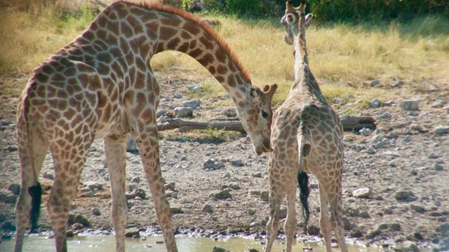 Una jirafa macho inicia el comportamiento de flehmen con los labios curvados cuando la hembra empieza a orinar.