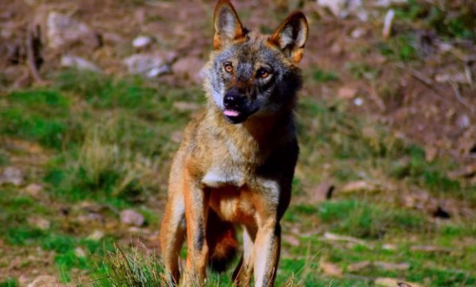 Lobo ibérico