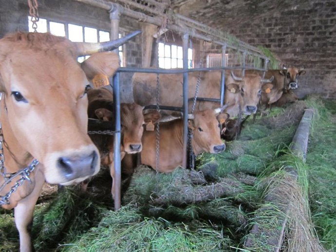 Archivo - Vacas, rural.