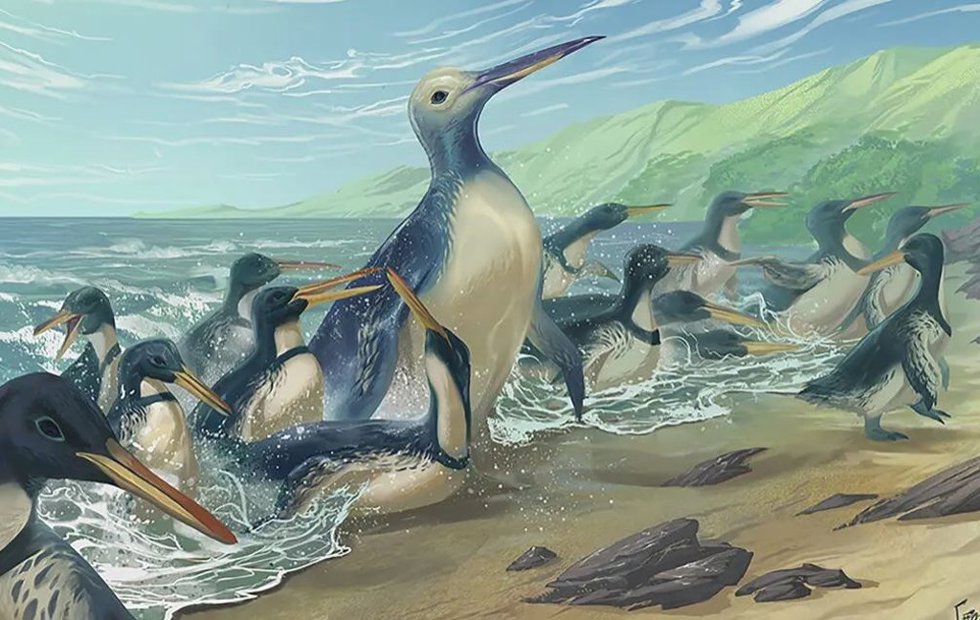 Concepto artístico de los pingüinos Kumimanu y Petradyptes en una antigua playa de Nueva Zelanda. El más grande de los dos pesaba casi 350 libras y es el pingüino más pesado conocido por la ciencia.