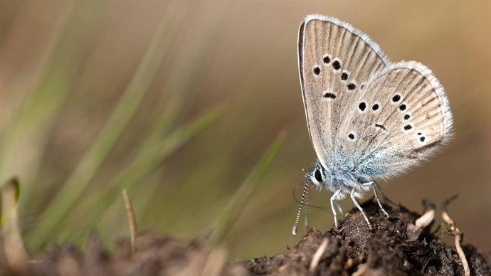Ejemplar de una maripo en Sierra Nevada.