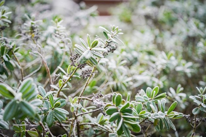 Vegetación cubierta de nieve, a 9 de febrero de 2023, en Vitoria-Gasteiz, Álava, País Vasco (España). La Agencia Estatal de Meteorología (AEMET) ha activado la alerta amarilla por nevadas en Vitoria-Gasteiz. La jornada ha comenzado con ambiente frío, ju