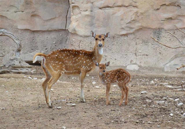 Chital de Terra Natura Benidorm.
