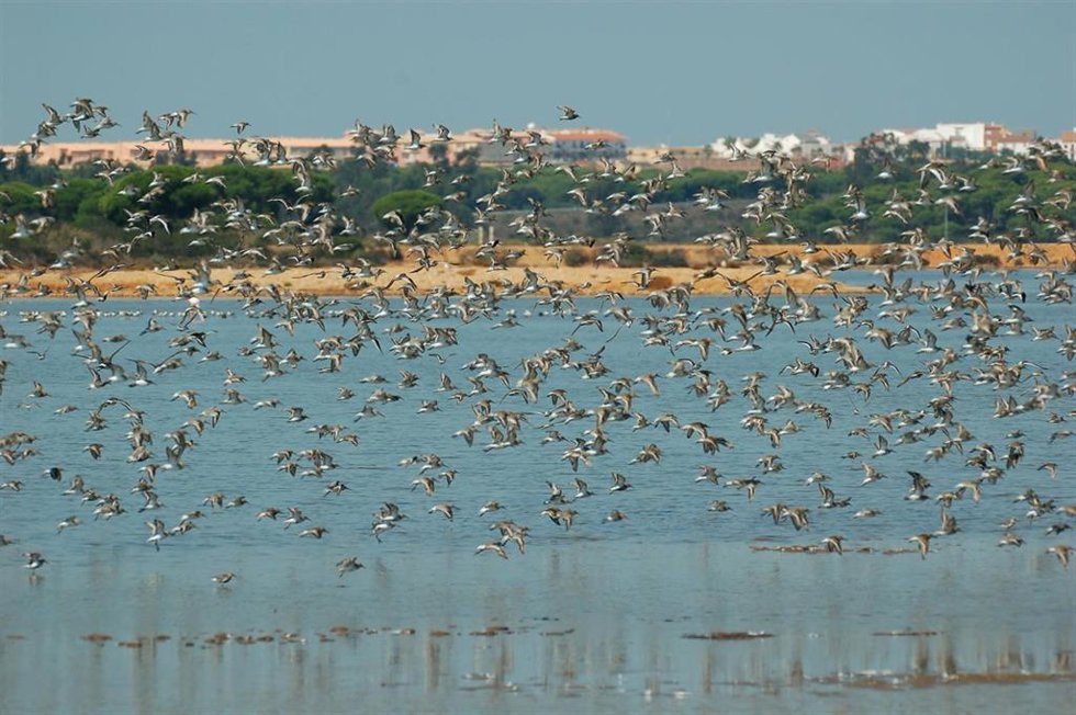 Marismas del Odiel.