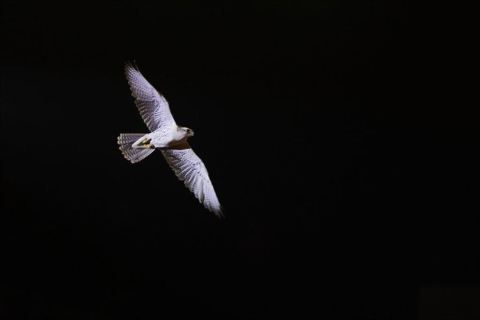 Archivo - Detalle de un halcón 