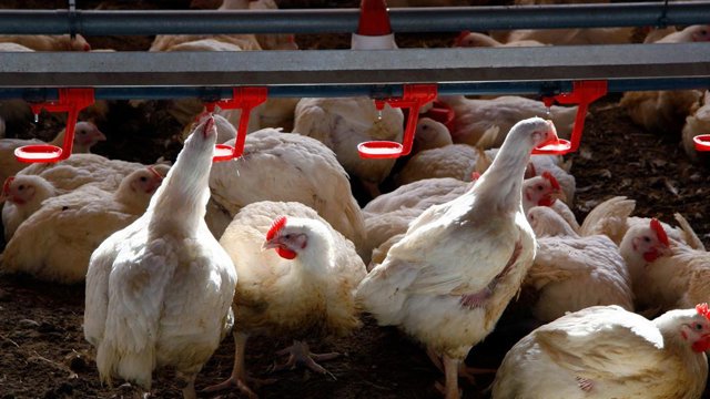Archivo - Imatge d'unes gallines en una granja