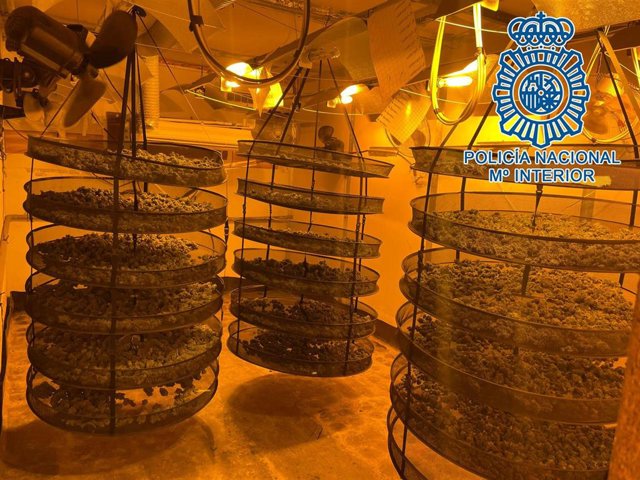 Plantación de marihuana intervenida en Jerez.