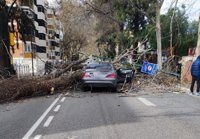 Andalucía registra más de 70 incidencias por viento con un herido al caer un árbol sobre su coche en marcha en Málaga