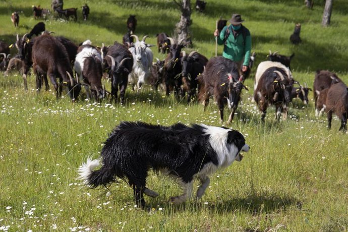 Archivo - Un perro pastor.