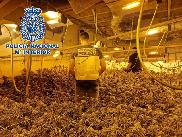 Agente de la Policía Nacional desmantela una plantación de marihuana.