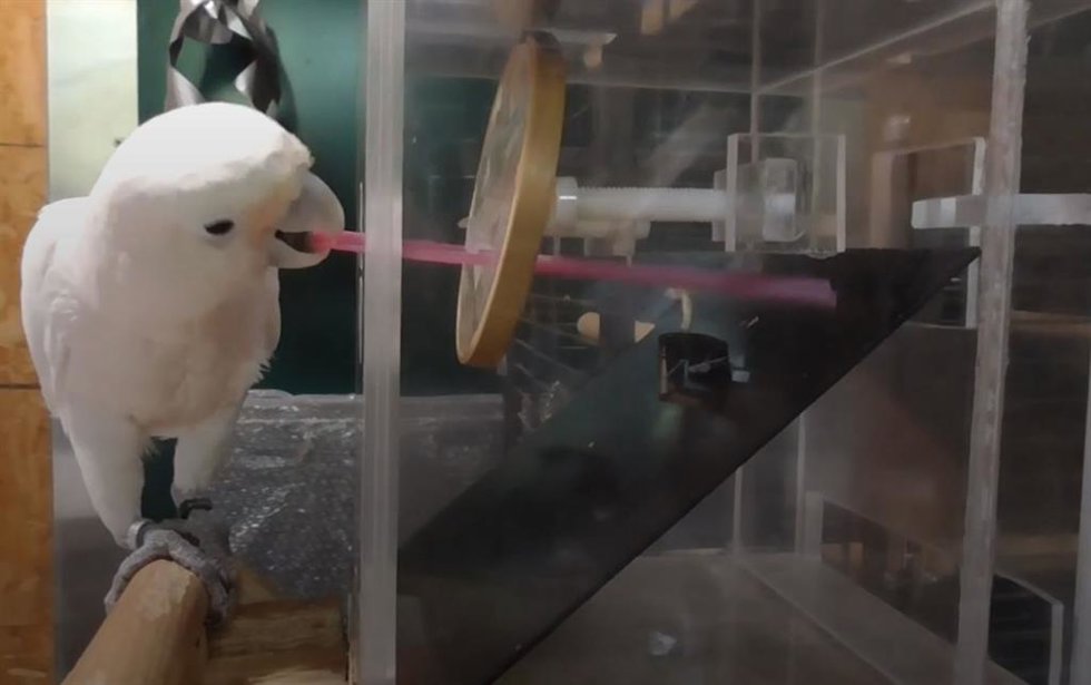 Cacatúa en pleno proceso de obtención de alimento usando para ello una heramienta con el pico