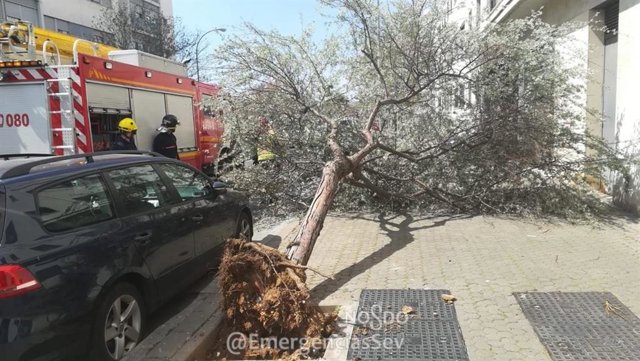 Archivo - Árbol caído a consecuencia del viento en Sevilla