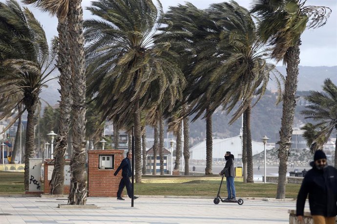 Detalle de las palmeras donde el temporal con vientos de 70 km/h y el litoral malagueño registra olas de tres metros, a 10 de febrero de 2023 en Málaga (Andalucía, España). El temporal, con fuertes rachas de viento, azota la cosa malagueña y parte del e