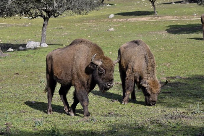 Bisontes en la finca de El Encinarejo, en Andújar