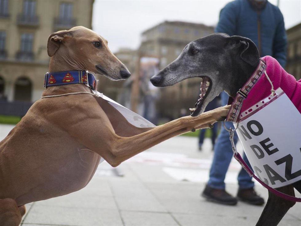 Archivo - Dos galgos durante la manifestación bajo el lema `No a la caza, foto de archivo