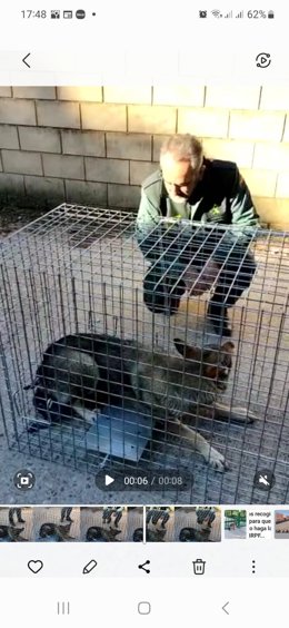 La Guardia Civil captura un perro lobo que merodeaba por varias localidades de Valladolid