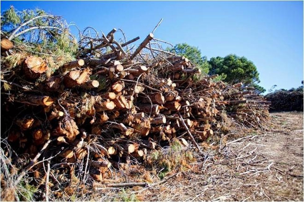 Archivo - Málaga.- La Diputación encarga la instalación de calderas de biomasa en tres municipios de Sierra de las Nieves 