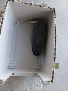 Ejemplar de garza real rescatado por Agentes Forestales de la Comunidad de Madrid.