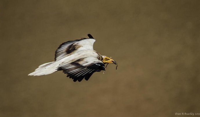 Archivo - Ejemplar de alimoche común adulto con material en el pico para el nido.