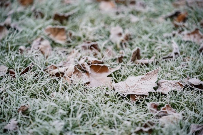 Vegetación cubierta de nieve