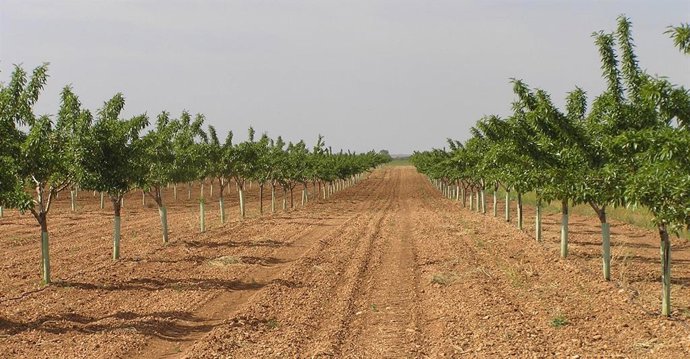 Plantación de almendros, en una imagen de archivo.