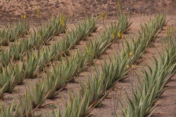 Archivo - Cultivo de aloe vera en Canarias