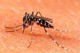 Archivo - mosquito transmisor del dengue