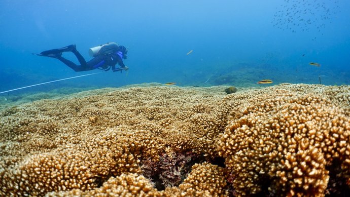 Archivo - Ana Palacio-Castro, Doctora en Filosofía, inspecciona un arrecife de coral en el Pacífico oriental, cerca de Panamá, dominado por corales Pocillopora.