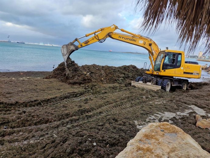 Retirada de algas llegadas al litoral de La Línea por el temporal de levante.