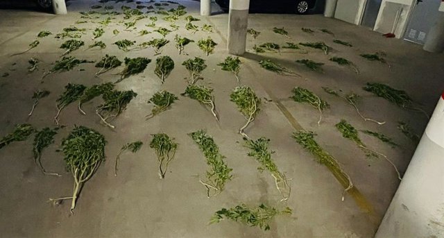 Marihuana intervenida en una vivienda de Armilla (Granada).