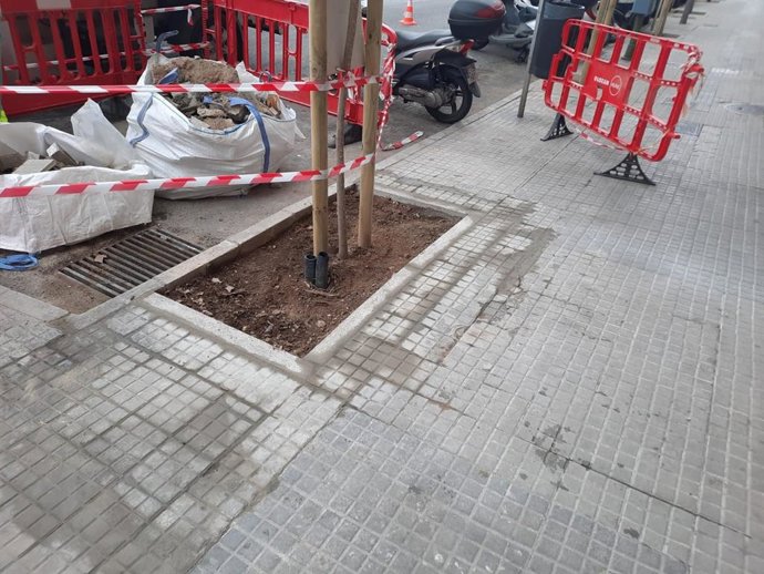 Tareas de mejora de los alcorques en Palma.