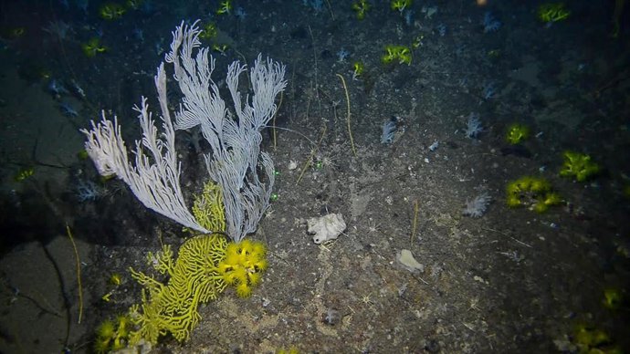 Fondo rocoso dominado por el coral amarillo Dendrophyllia cornigera y especies de gorgonaceos a 250 metros de profundidad
