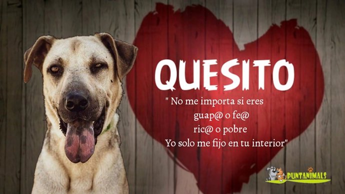 Uno de los perros en adopción que lanza un mensaje a los posibles adoptantes a través de esta campaña de Facebook de la Asociación Protectora Puntanimals.