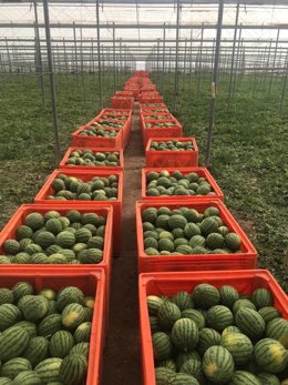 Archivo - Imagen de archivo de sandías.