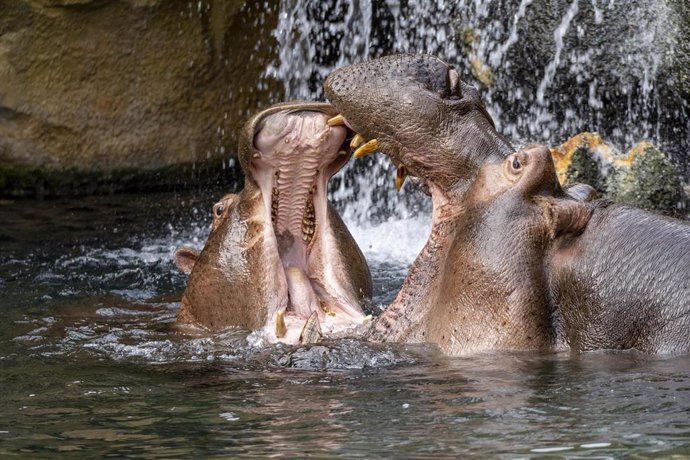 Archivo - Hipopótamos padre e hijo en Bioparc