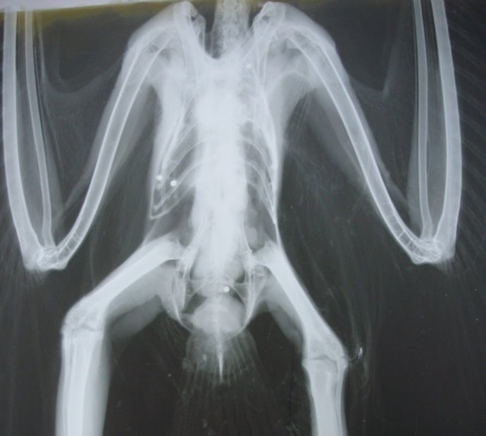 Archivo - Radiografía de un ave con perdigones de plomo