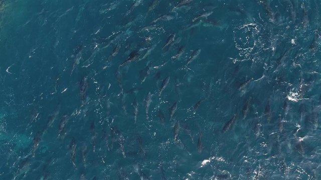 Imagen aérea de uno de los viveros de atún rojo