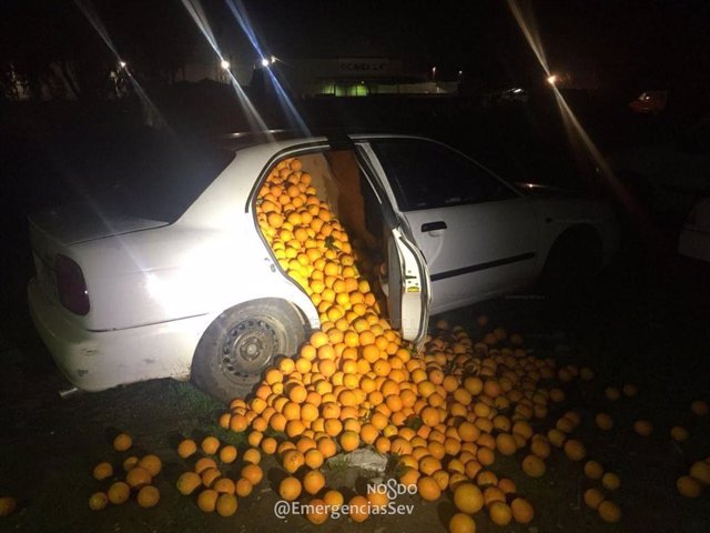 Archivo - Imagen de archivo de naranjas robadas e intervenidas por la Policía Local de Sevilla.