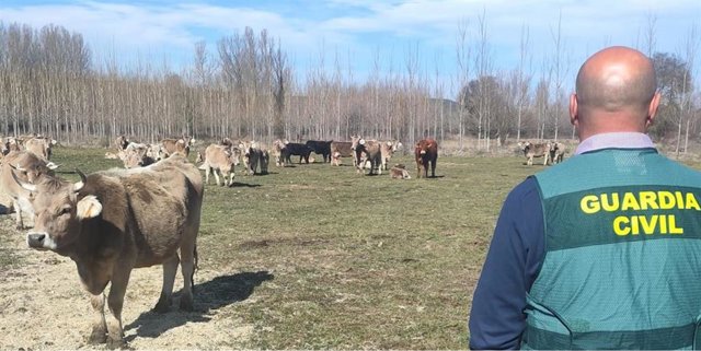 Imagen de las cabezas de ganado que fueron inmovilizadas en el marco de la operación de la Guardia Civil para esclarecer los robos en Murias de Paredes.
