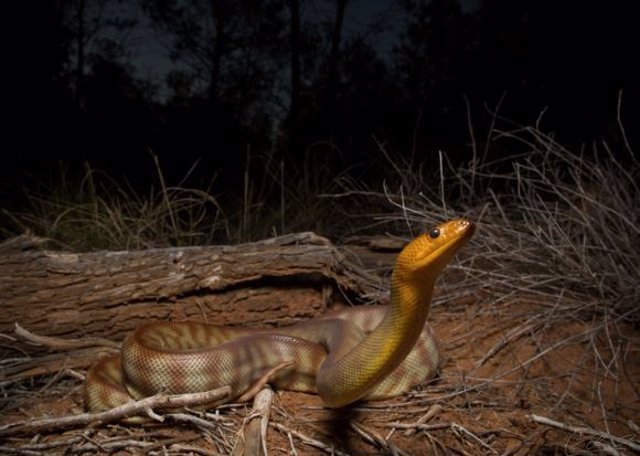 Pitón woma