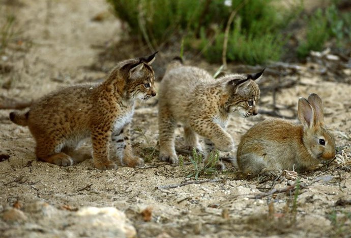 Cachorros de lince ibérico a la caza de un conejo para alimentarse.