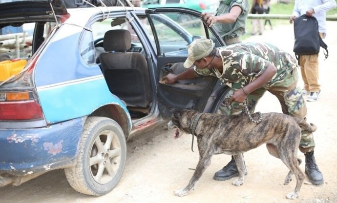 Buscan hogar en España para 'Holly' una perra jubilada tras combatir el tráfico de animales en el Congo