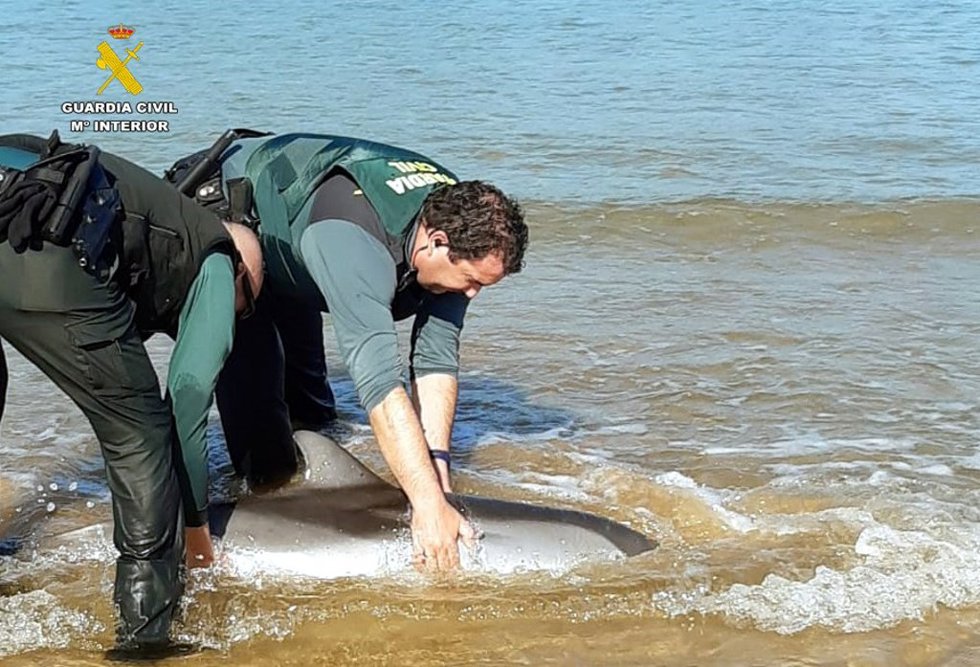 Delfín en la playa de Laredo