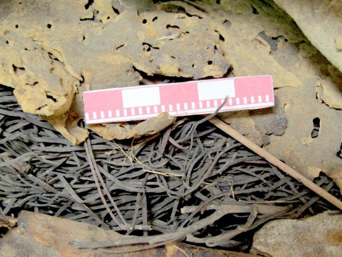 Fardo funerario depositado en El Museo Canario con restos de la planta (Ruta museocanariensis) identificada