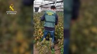 Detenido en Chipiona (Cádiz) un profesional del cáñamo industrial con más de 4.500 plantas de marihuana